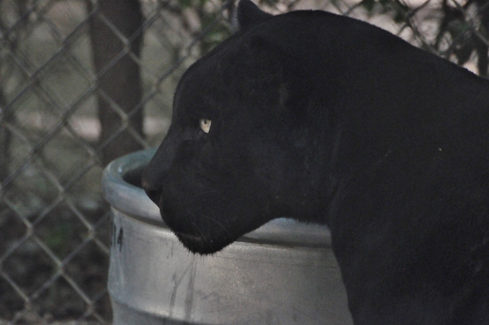 jaguar
